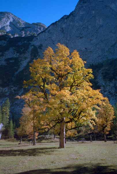 Ahornbaum im Karwendel