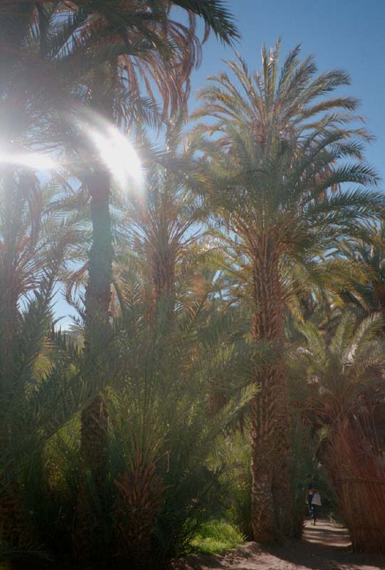 In den Palmenhainen von Djanet