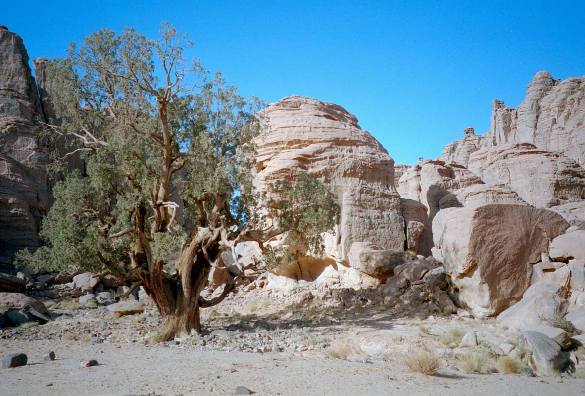 2000jährige Zypresse in Algerien
