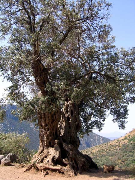 Olivenbaum Delphi
