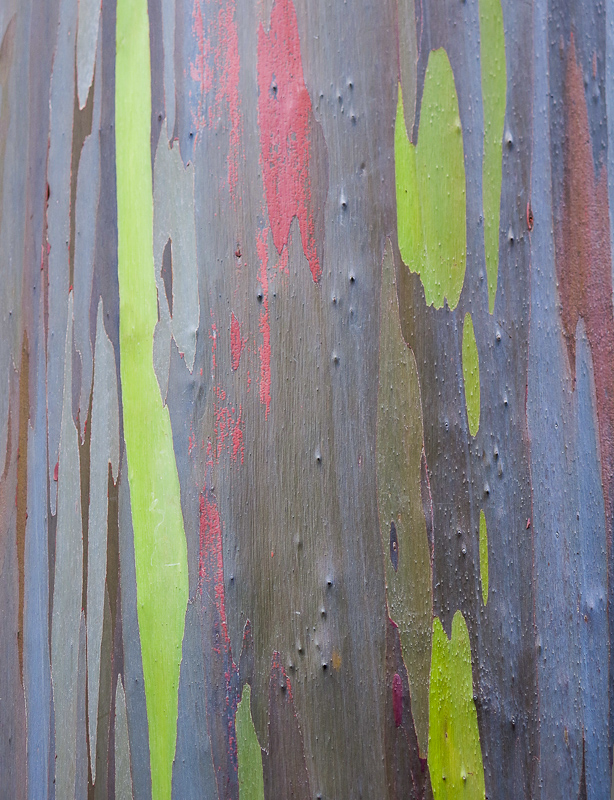 Regenbogen Eukalyptus