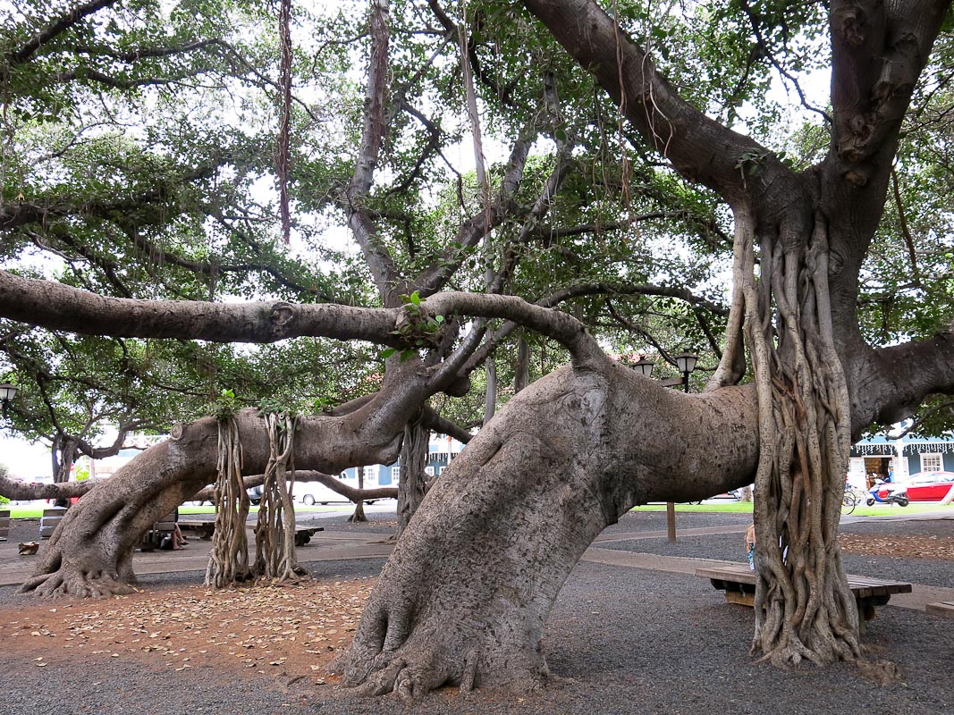 100 Jahre alter Banyan Maui Lahaina