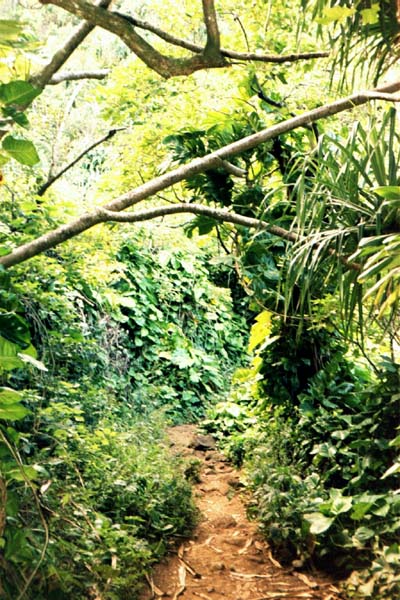 Napali-Trail