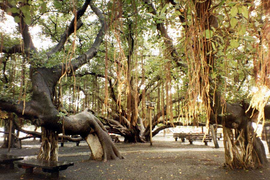 Der groe Banyan in Lahaina