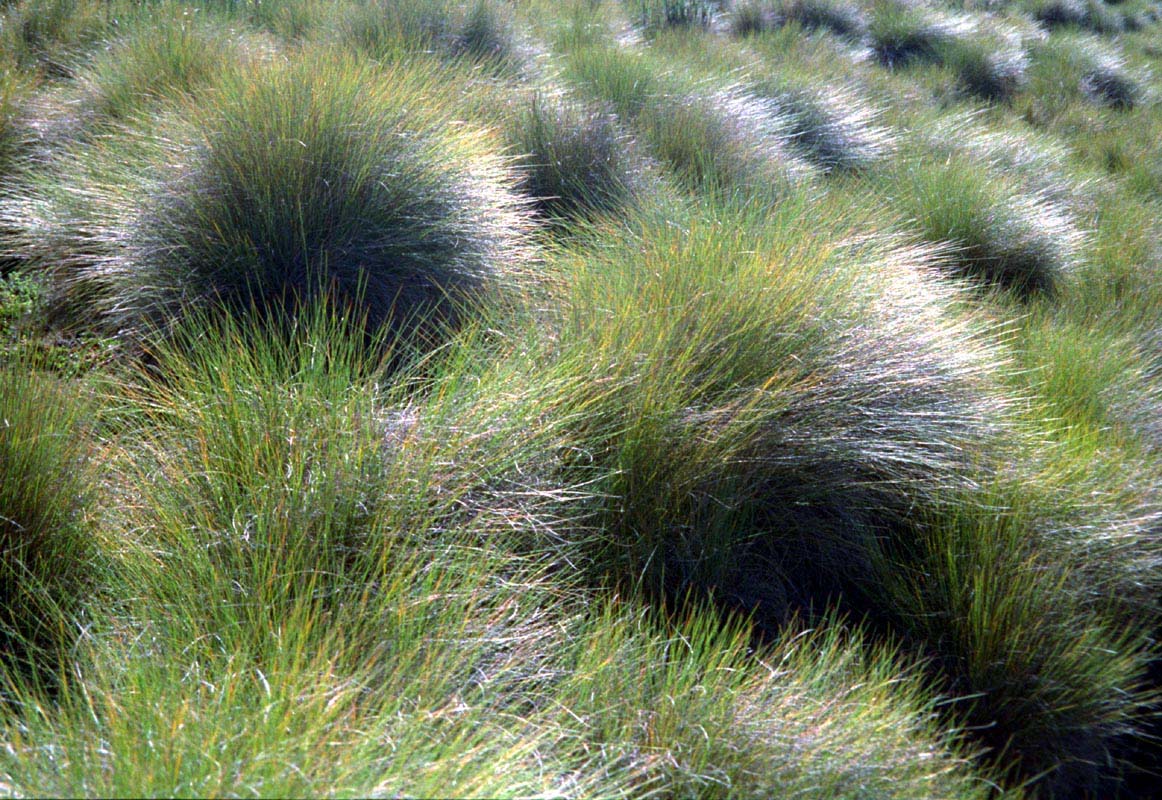 Gras am Mount Kenya