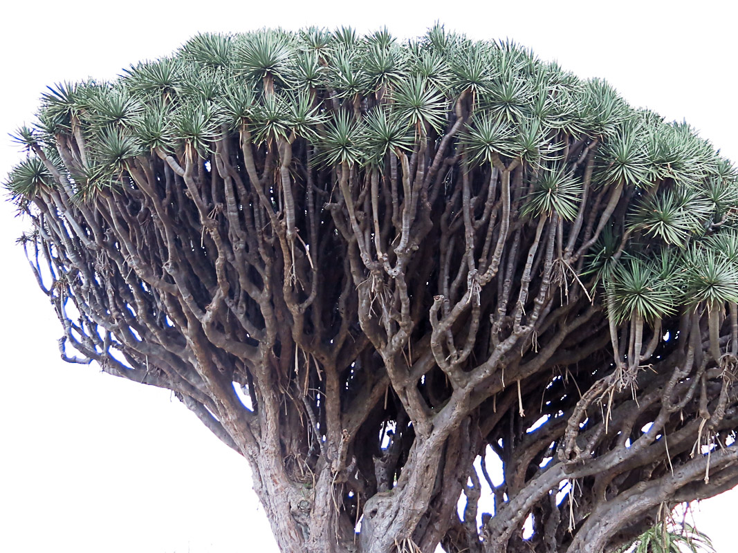Drachenbaum La Palma