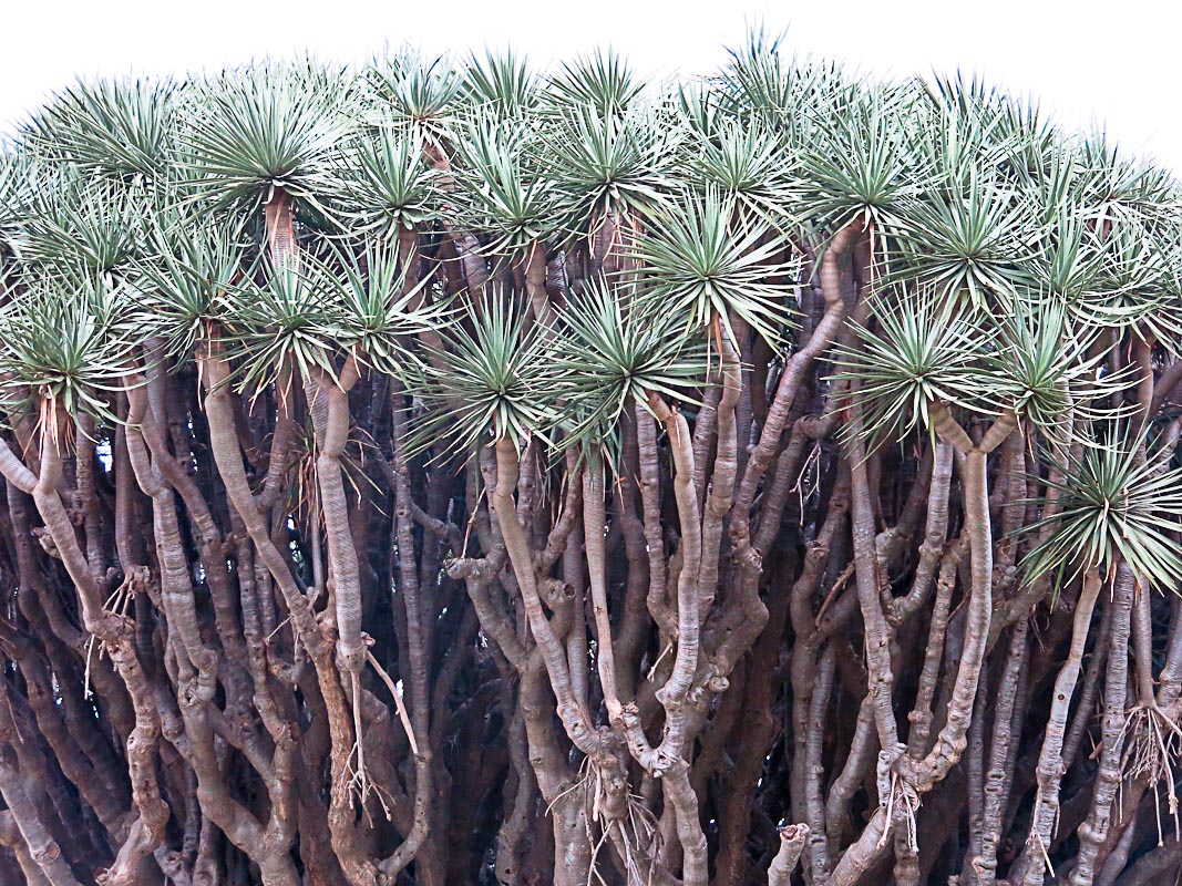Drachenbaum La Palma