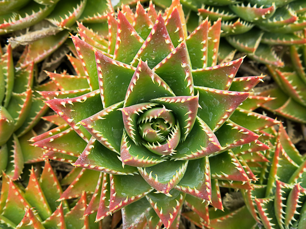 Aloe La Palma