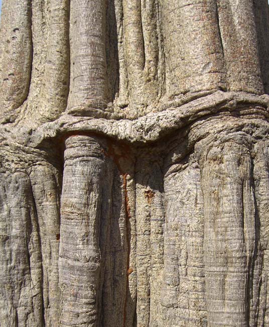 Baobab - Affenbrotbaum Dogon Rinde
