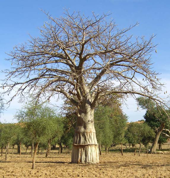 Baobab - Affenbrotbaum Dogon