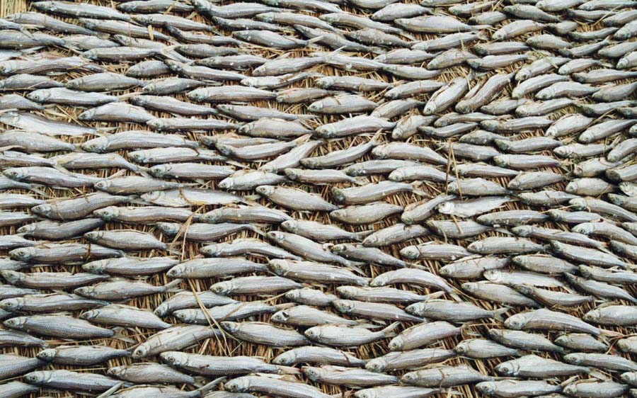 Trocknende Fische in Mali