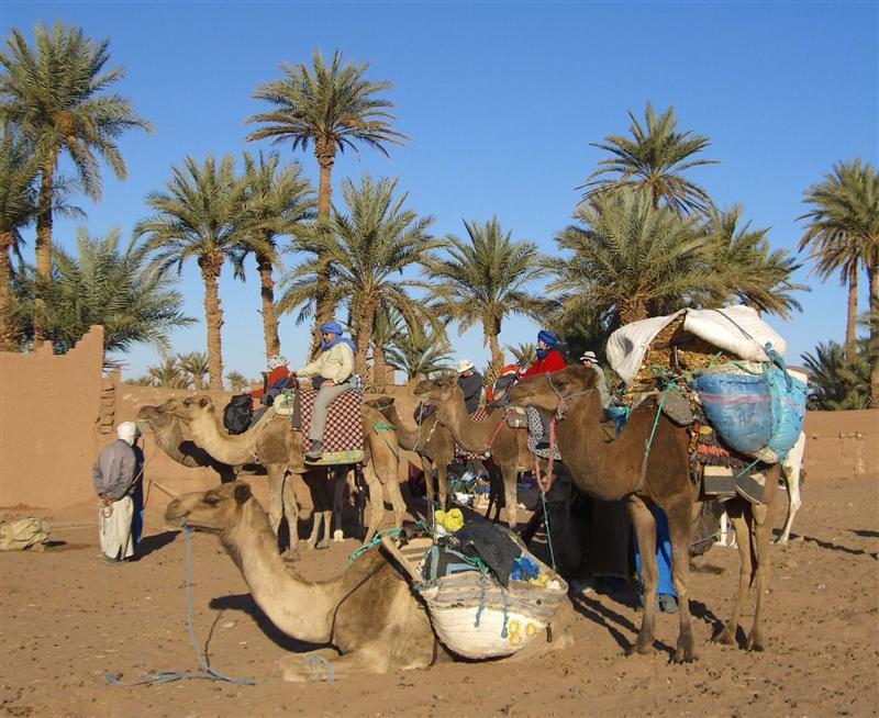 Aufbruch zum Kamel-Trekking