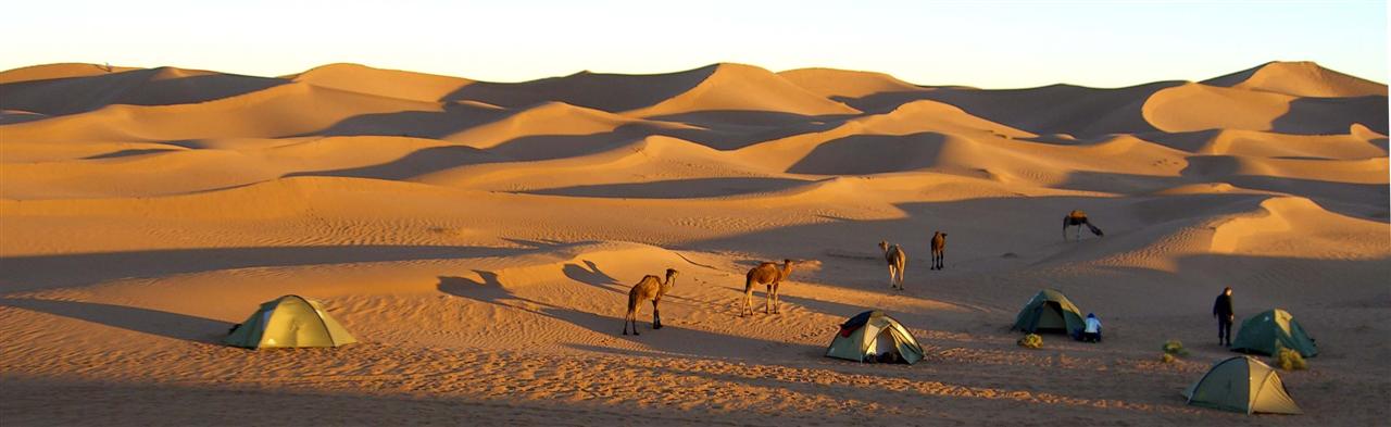 Wüsten-Camp mit Kamelen