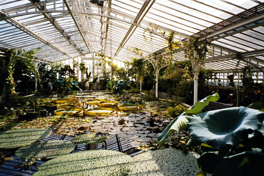 Viktoria-Haus mit den tropischen Seerosen
