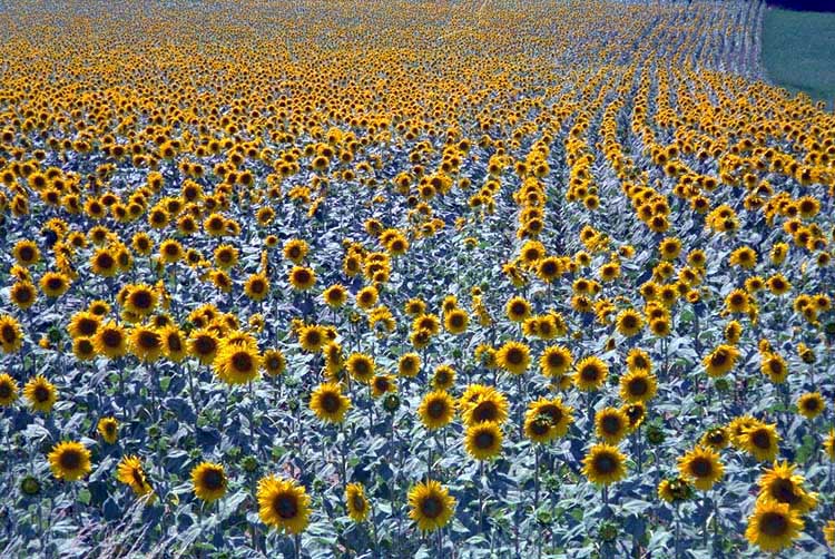 Sonnenblumenfeld der Provence