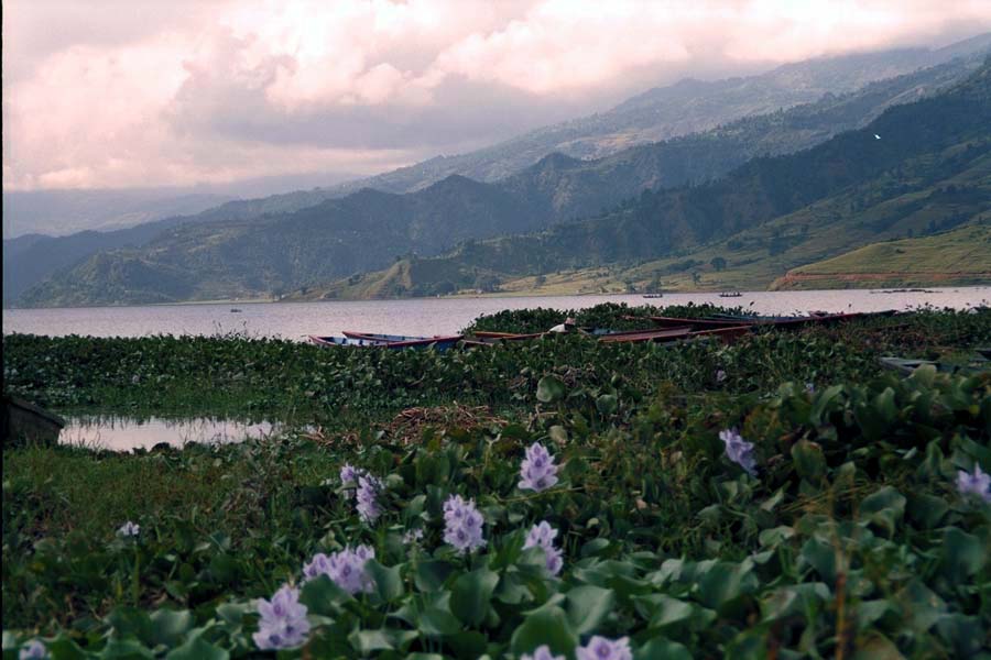 Eichhornia auf dem See von Pokhara