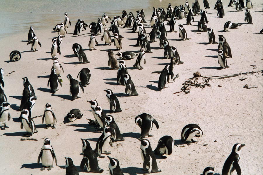 Africaans Pinguine in der Falschen Bucht