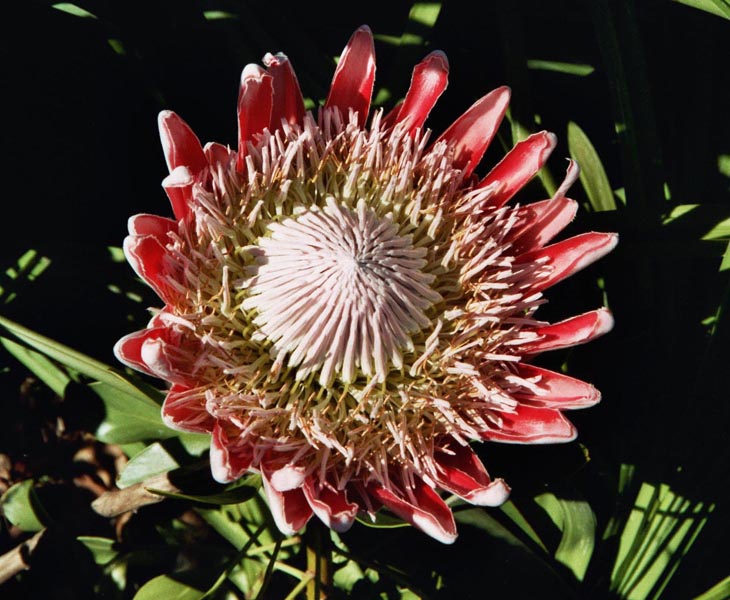 Protea am Tafelberg, Südafrika