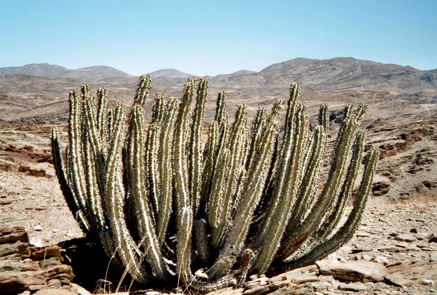 Euphorbia am Kuiseb Canyon