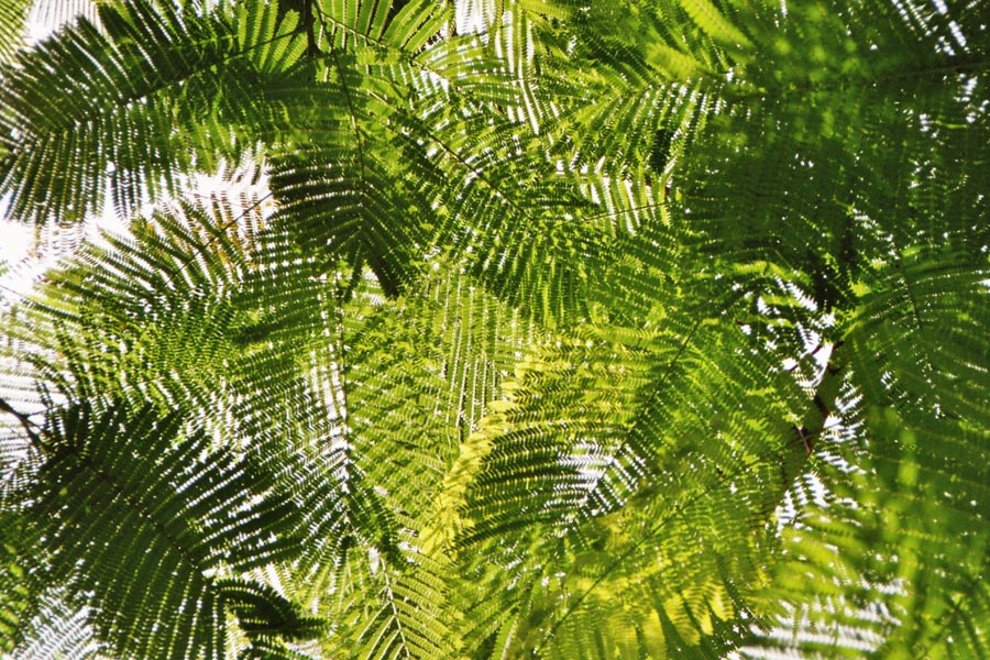 Mimosacea Botswana