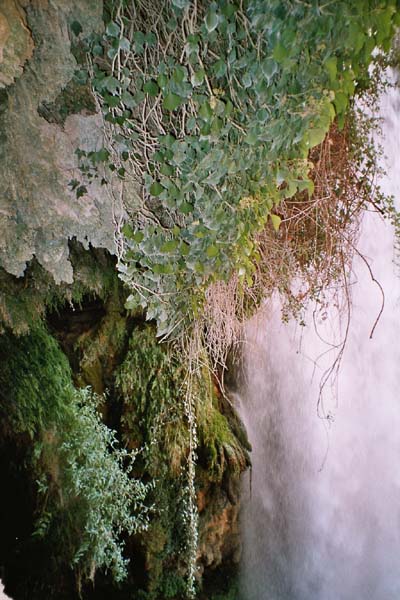 Hängende Gärten aus Moos und Farn am Wasserfall