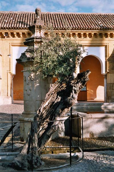 Ölbaum im Orangenhof der Mezquita