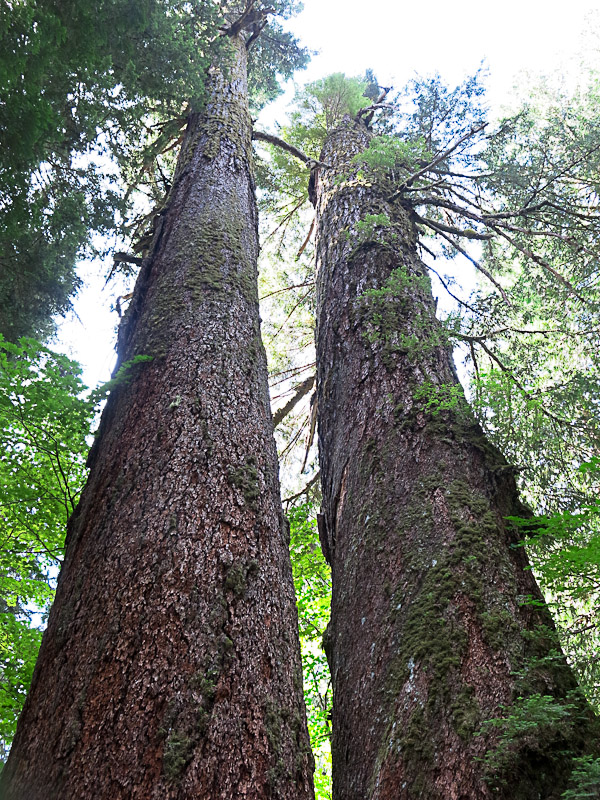 Mount Rainier National Park - Grove of the Patriarchs