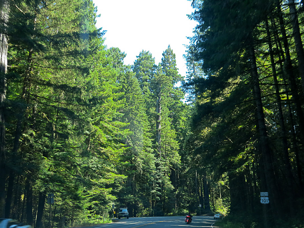 Redwoods an der 101