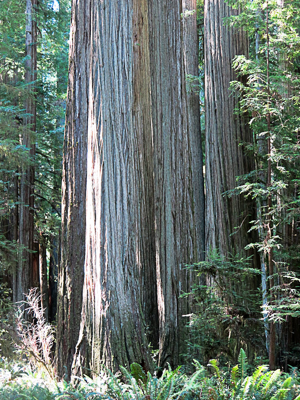 Redwood National und State Parks