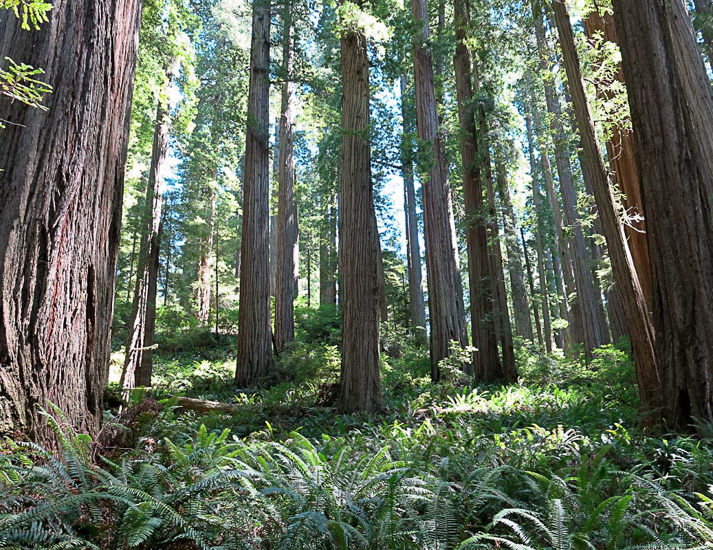 Redwood National und State Parks